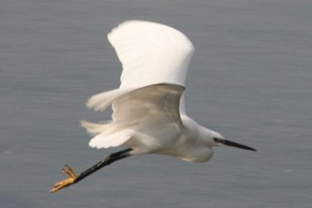 L'aigrette garzette