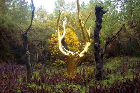 L'arbre d'Or