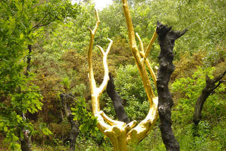 L'arbre d'Or