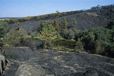 Incendie à Brocéliande