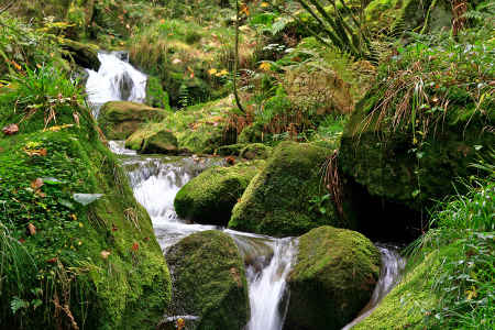 cours d'eau foret de broceliande