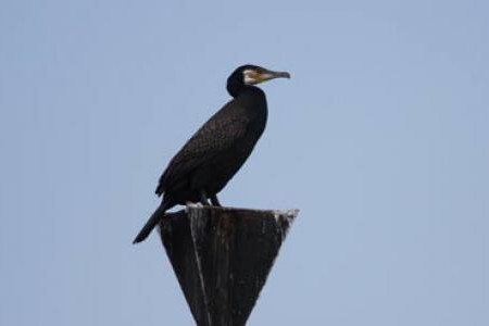 Le grand cormoran
