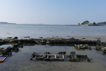Parc à huitres Golfe du Morbihan