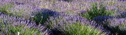 location vacances maison-villa&nbsp; Alpes-de-haute-provence