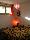 location vacances appartement&nbsp; Aude